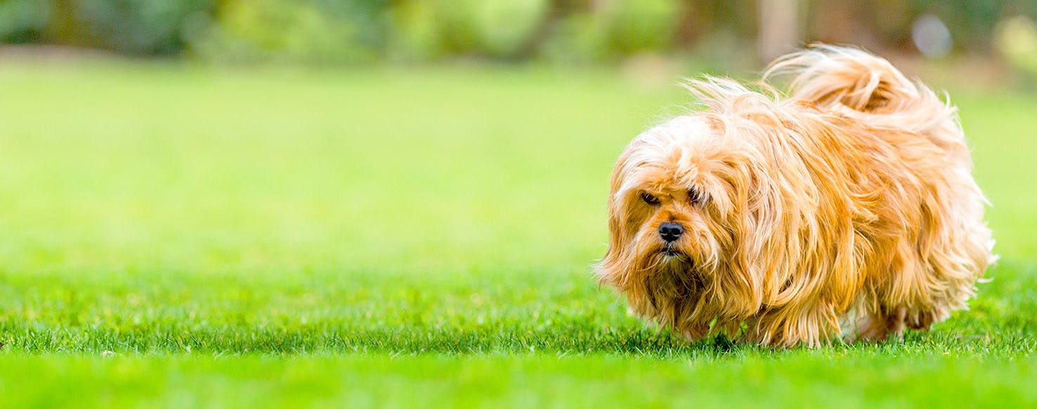 Hungarian Dog Names Popular Male and Female Names Wag!